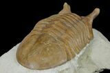 Stalk-Eyed, Asaphus Punctatus Trilobite - Russia #179193-5